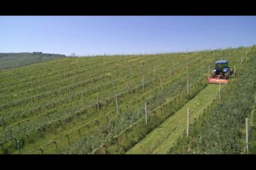 Cantine Neri - Wine and sustainability