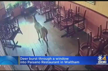 Deer Bursts Though Waltham Restaurant Window