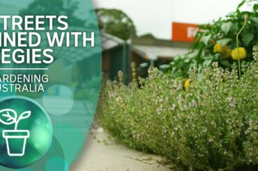 Landscaping with vegetables creates free food for all | Urban Farming | Gardening Australia