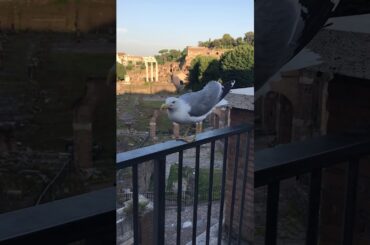 Seagull eating cat food in front of ancient ruins in Rome, Italy