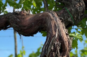 Italian WINE Week presents Palazzo Vecchio