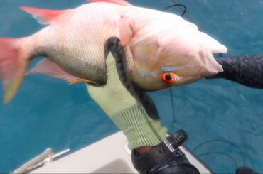 Hunting for food in Quarantine | Mutton Snapper Catch