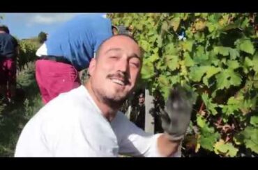 Castello di Brolio Harvest #madeinBrolio