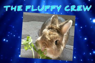 Rabbits Eating Italian Parsely | Gizmo & Daisy Rabbit | The Fluffy Crew