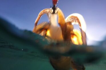 SQUIRTING SQUID!  FISHING FOR DINNER Catch Clean n Cook Cuttlefish