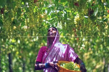 How is Fratelli Wines changing the game ?