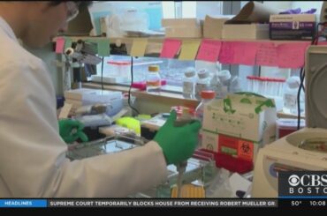 Vaccines Given To Monkeys Produced Coronavirus Antibodies, Beth Israel Study Finds