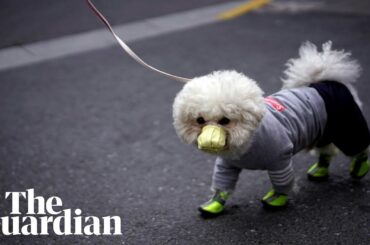 Coronavirus and pets: can my dog or cat spread the disease?