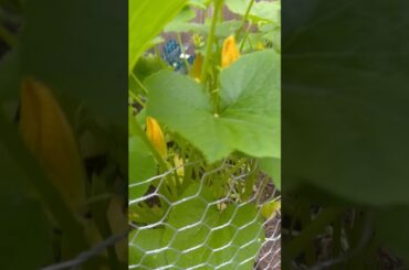 🇺🇸✝️❤️😘 Italians Share Food 👍