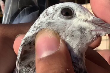 Ghr ky bachy breeding k liya rokye |Myhar pigeons Magzine |