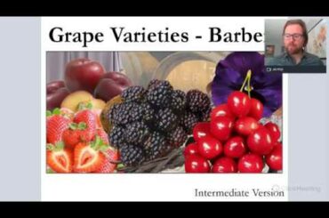 Grape Varieties - Barbera Intermediate Version ideal for WSET L2