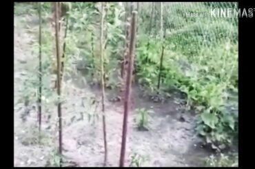 Italian salad recipe by kitchen with Akhtar 😀