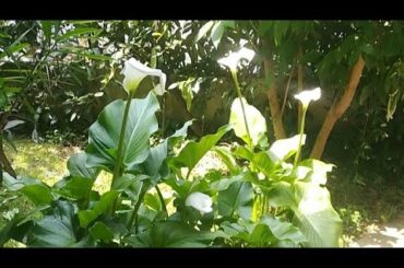 Live On Cooking Risotto With Mushroom