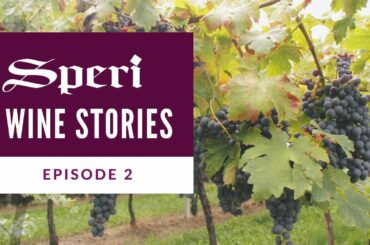 Speri Wine Stories | Episode 2: Certified Organic Wines