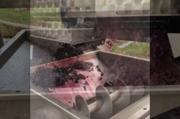 Italian Organic Wines