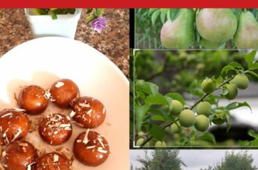 beautiful fruits garden in Italy/gulab jaman recipe