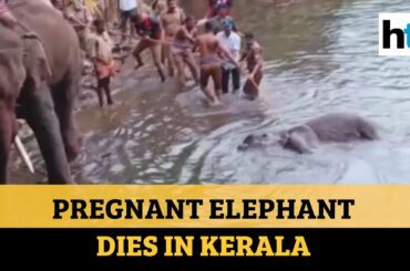 Pregnant elephant dies allegedly after eating pineapple filled with crackers