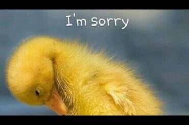 SORRY💔 FOR NOT POSTING| health issues punjabi kitchen|i'll rejoin you tomorrow  |Inshallah |Need Dua