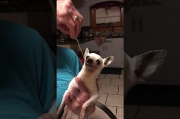 Italian Mob Boss Chihuahua Rosalita