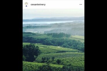 #VineyardChat w Letizia Cesani of Cesani Winery in San Gimignano, Italy