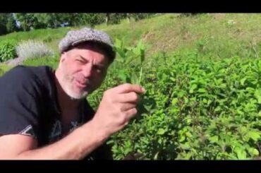 Tagliatelle, Broad Beans, Taleggio Cheese and Mint