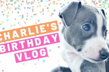 Celebrating our Cute Italian Greyhound Charlie's 4th Birthday | Vlog & Dog Treat Recipe | By Andreja
