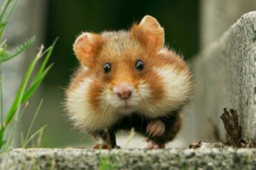 Wild Hamster Has A Graveyard Feast | Seven Worlds, One Planet | BBC Earth