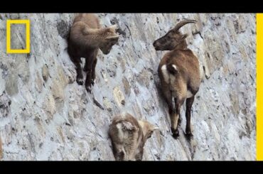 Amazing Footage: Goats Climbing on a Near-Vertical Dam | National Geographic