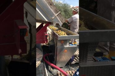 Passerina White wine being made in Le Marche Region of Italy