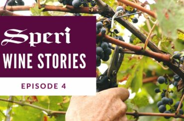 Speri Wine Stories | Episode 4: Harvest at Speri Winery