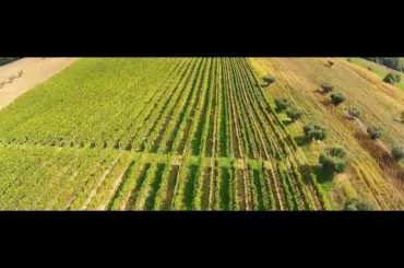 Illuminati Vineyards