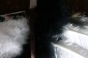 Creek Indian  Cherokee Indian paintings, headdress 🏹