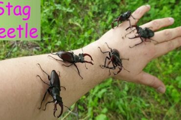5 Stag Beetles On My Hand - stag beetles