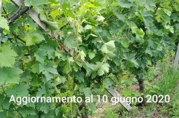 NUTRIMAN - Demo trial on grape in Italy - June 2020 - Prova dimostrativa su vite