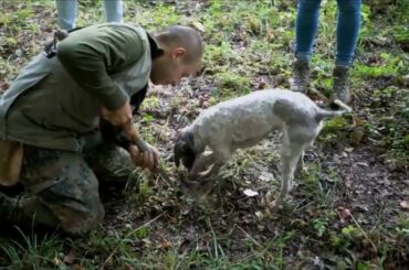 Truffle Hunting and Cooking Class near Florence