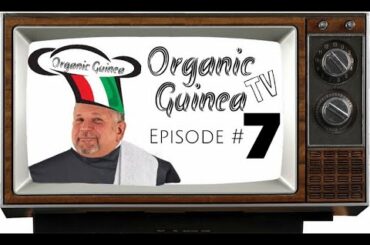 Oraganic Guinea TV - Ep 7 - BBQ Chicken Pizza 🍕