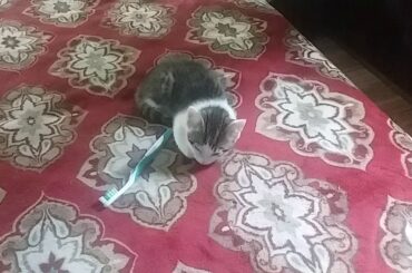 Little Kitten AJ is  😽