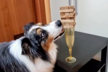 Dog skilfully removes Jenga pieces placed on top of wine glass