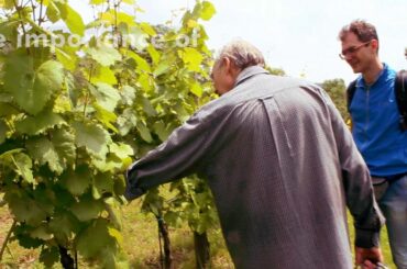 Check out what tasting italian wine like locals do is about