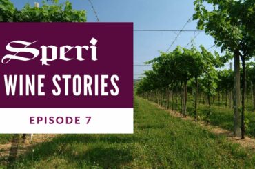 Speri Wine Stories | Episode 7: The Vineyards