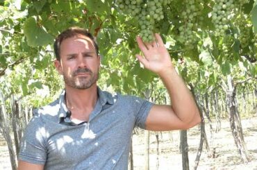 Italian Wine - Cantina del Vesuvio