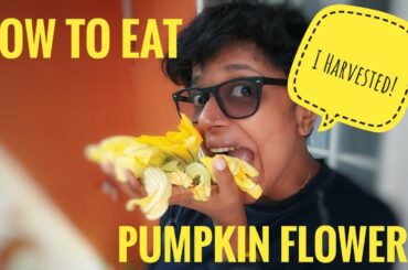 How to eat pumpkin flowers. Italian Recipe Fiori di Zucca fritti