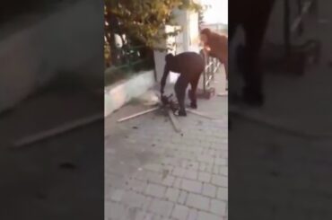 Migrant Kills And Cooks Cat In Italy (English Subtitles)