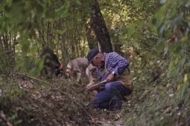 Only Tuscany - Wines and Vineyards