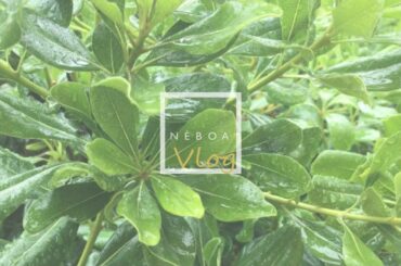 ENG SUB | A quiet life vlog - Weekly grocery shopping, Italian food, risotto, summer rain | Néboa