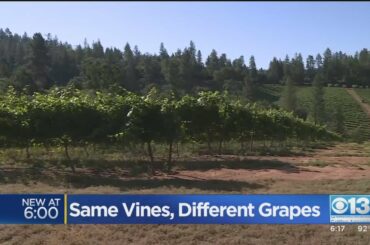 Same Vines, Different Grapes At Boeger Winery