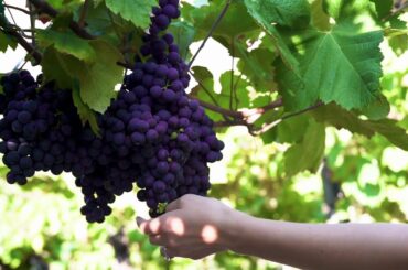 \free download no copyright// Italy Grapes