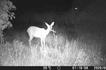 Roe Deer Late Night, Vineyards, Northern Italy (Chopin - Nocturne op.9 No.1)
