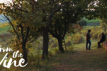 FROM THE VINE | OFFICIAL TRAILER 2020