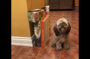 My dog is Italian 🇮🇹